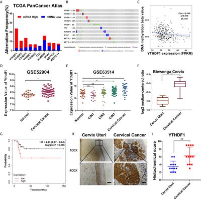 YTHDF1 Aggravates the Progression of Cervical Cancer Through m6A-Mediated Up-Regulation of RANBP2